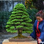 Bonsai ID 471 : บอนไซ​ Hinoki