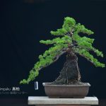 Bonsai ID 467 : บอนไซ Shimpaku