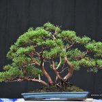 Bonsai ID 469 : Shimpaku