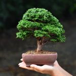 Bonsai ID 472 : บอนไซ​ Hinoki