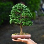 Bonsai ID 473 : บอนไซ​ Hinoki