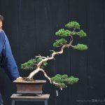 Bonsai ID 474 : Shimpaku