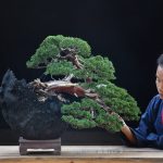Bonsai ID 475 : บอนไซ Shimpaku
