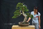 Bonsai ID 480 : บอนไซสน Shimpaku - Image 2