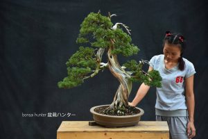 Bonsai ID 480 : บอนไซสน Shimpaku - Image 2