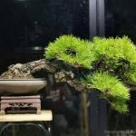 Bonsai ID 482 : Japan Black Pine