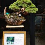 Bonsai ID 481 : บอนไซสน Shimpaku