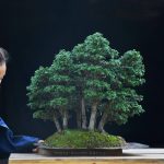 Bonsai ID 485 : Tsuyama Hinoki