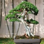 Bonsai ID 484 : Shimpaku