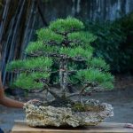 Bonsai ID 483 : Japan Black Pine