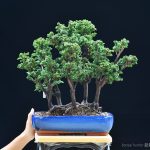 Bonsai ID 490 : Sekka Hinoki - forest style