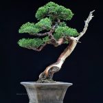 Bonsai ID 486 : Shimpaku