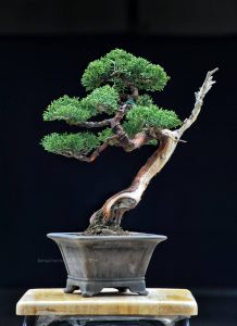 Bonsai ID 486 : Shimpaku