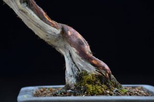 Bonsai ID 486 : Shimpaku - Image 3