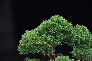 Bonsai ID 486 : Shimpaku - Image 4