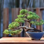 Bonsai ID 487 : Shimpaku