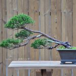Bonsai ID 488 : Shimpaku