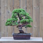 Bonsai ID 489 : Shimpaku