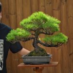 Bonsai ID510:Japanese Black Pine