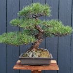 Bonsai ID511 : Japanese BlackPine