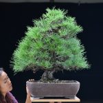 Bonsai ID 512 : Japanese BlackPine