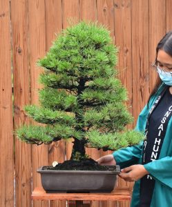 Bonsai ID 513 : Japanese Black Pine - Image 2