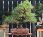 Bonsai ID 514 : Japanese BlackPine - Image 2