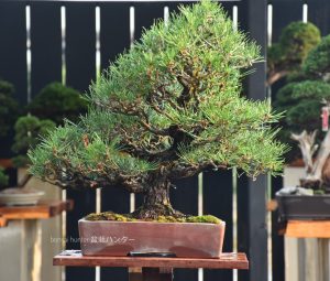Bonsai ID 514 : Japanese BlackPine - Image 2
