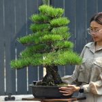 Bonsai ID 515 : Japanese BlackPine