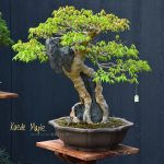 Bonsai ID 497 : Kaede Maple