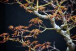 Bonsai ID509:Momiji Maple - Image 4