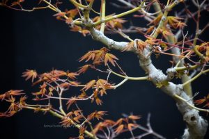 Bonsai ID509:Momiji Maple - Image 4