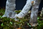 Bonsai ID509:Momiji Maple - Image 5