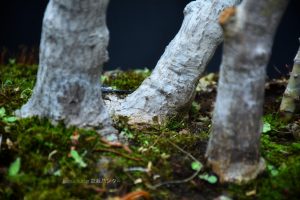 Bonsai ID509:Momiji Maple - Image 5