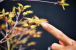 Bonsai ID509:Momiji Maple - Image 3