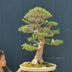 Bonsai ID 499 : Maple