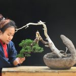 Bonsai ID 491 : Shimpaku