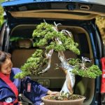 Bonsai ID 492 : Shimpaku