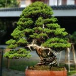 Bonsai ID 493 : Shimpaku