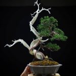 Bonsai ID 494 : Shimpaku