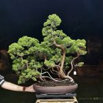 Bonsai ID 495 : Shimpaku