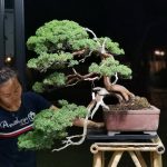 Bonsai ID 496 : Shimpaku