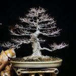 Bonsai ID 498 : Maple