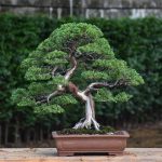 Bonsai ID 504 : Shimpaku