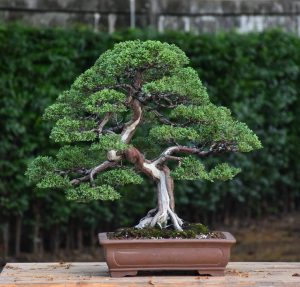 Bonsai ID 504 : Shimpaku