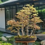 Bonsai ID509:Momiji Maple