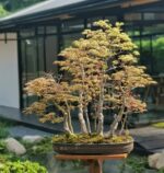 Bonsai ID509:Momiji Maple