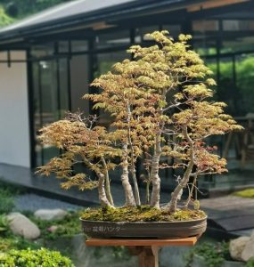 Bonsai ID509:Momiji Maple