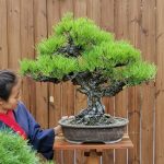 Bonsai ID 500 : Japanese Black Pine