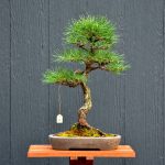 Bonsai ID 501 : Japan Black Pine